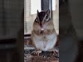 Cute squirel 😻
