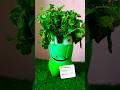 Plastic bottle planter | shorts #diy #viralvideo #garden #homedecor #planters #reuseplasticbottle
