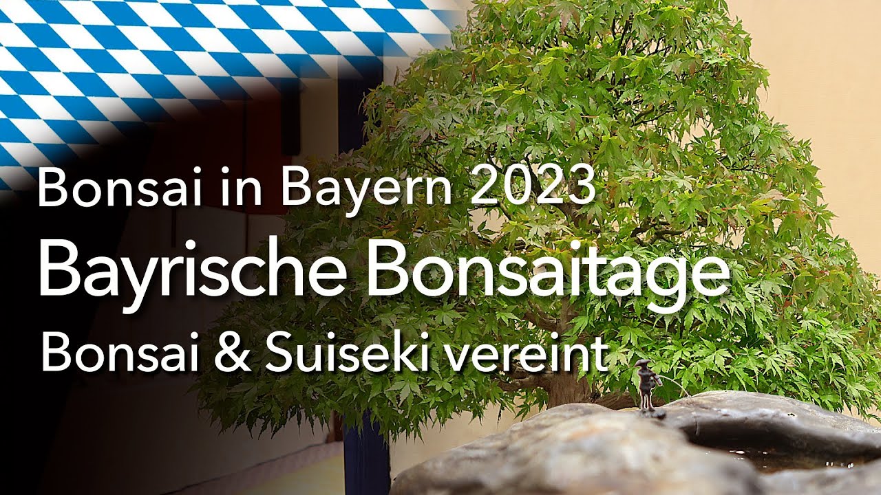 bambus gross kaufen Bambus-Drachenbaum | Dracaena surculosa