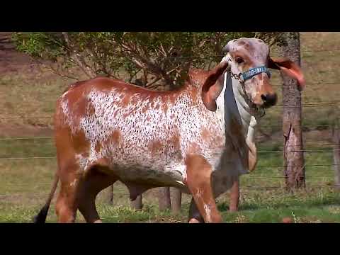 Lote 41   VIBA 403 e VIBA 408