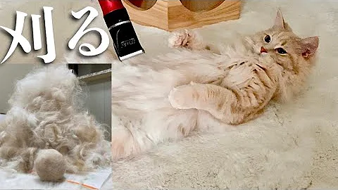 猫長毛 Mp3