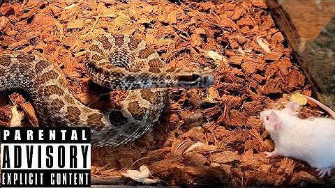 Quick Double tag Rattlesnake live feeding Documentary Video!  pit Vipers