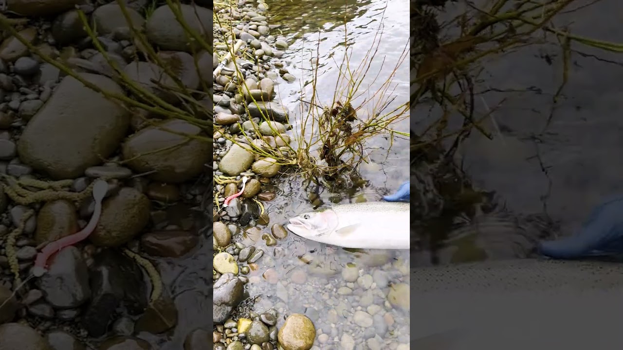 Who else is already missing winter steelhead?