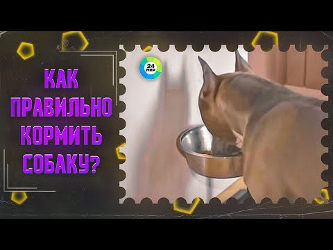 Как правильно кормить собаку- ТВ МИР