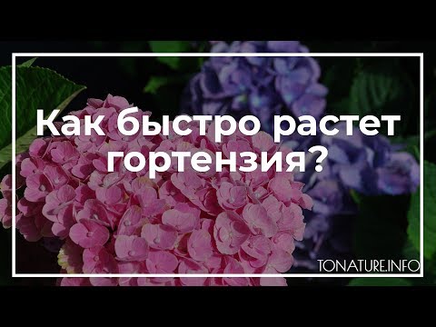 Как быстро растет гортензия? | toNature.Info