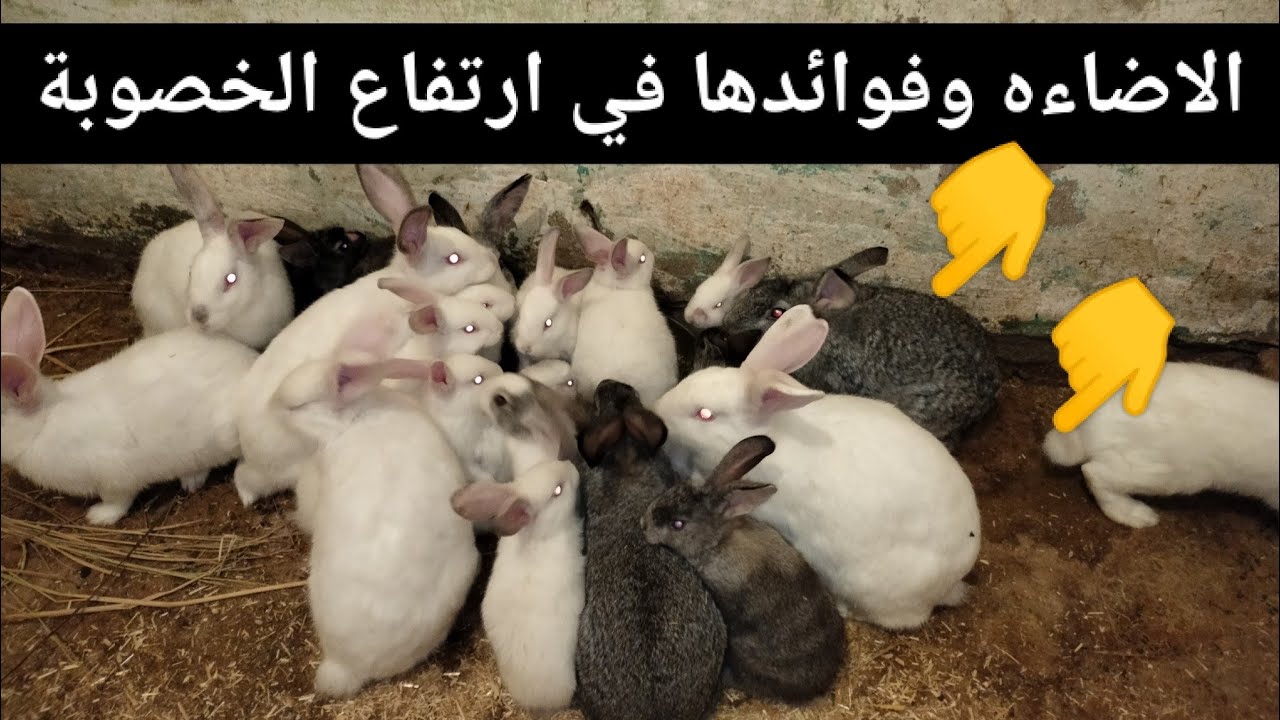 الاضاءه وفوائدها للارانب في إرتفاع الخصوبه السبب الرئيسي وراء أخطر المشكلات المنتشرة 🤔