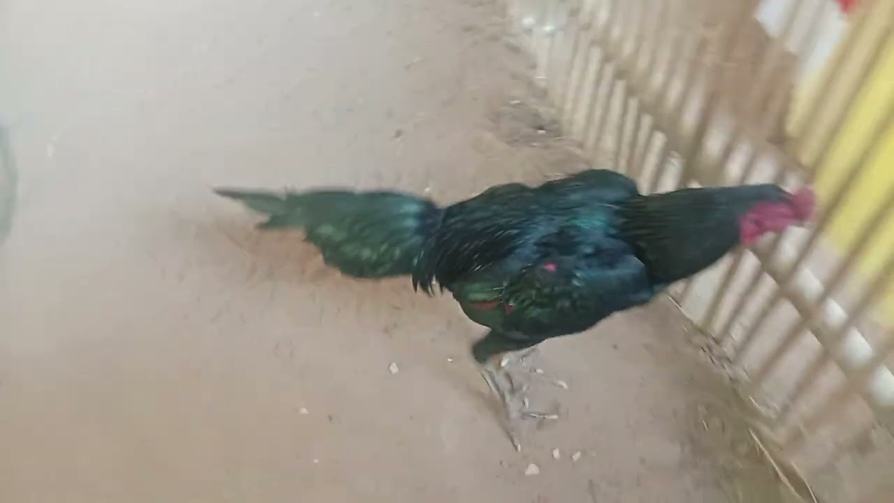 15 มกราคม ค.ศ. 2026