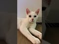 The 5 most expensive cats in the world #top5 #expensive #cat #cats