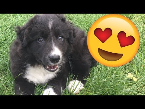 Video: How To Buy A Collie Puppy