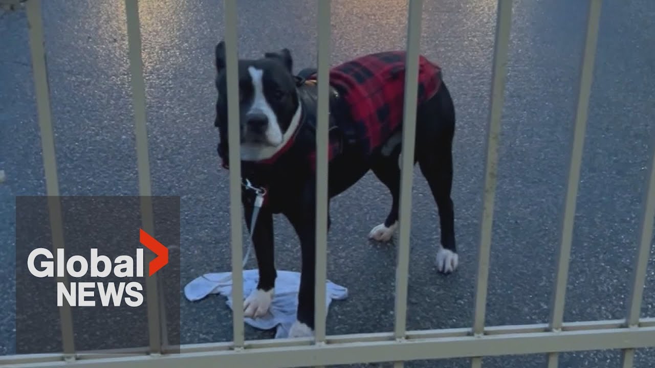 Abandoned dog found tied to gate at BC shelter becoming a common ...