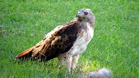 How to keep hawks from killing your chickens