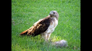 How to keep hawks from killing your chickens