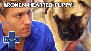 Bondi Vets Team Up To Save Puppy With Broken Heart  | Full Episode | E58 |  Bondi Vet