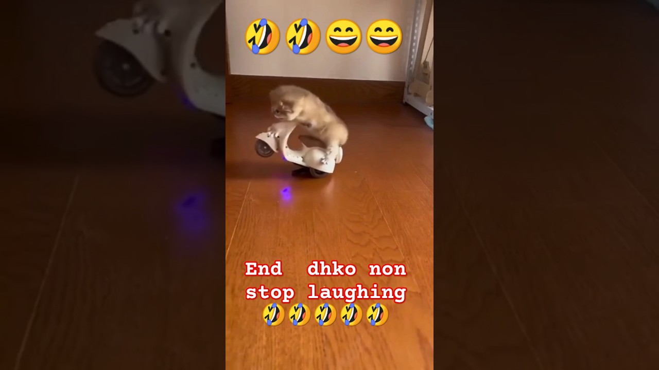 Best kitten meows ever 😁 cat ride a byc 