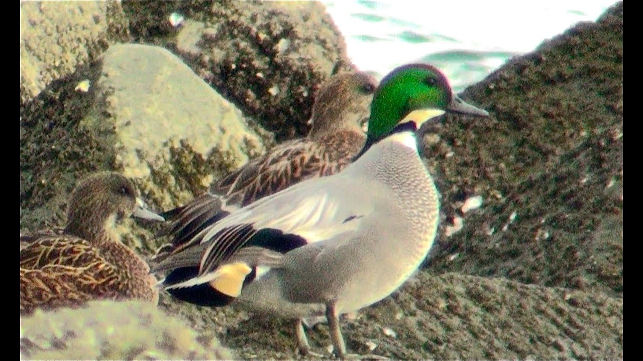 野鳥：ヨシガモ／Wild Birds: Falcated Duck 