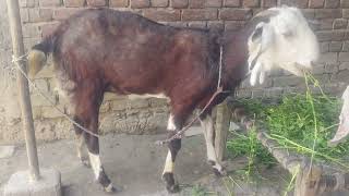 Vk Goat From Ambedkar For Sale... ततपर सरह गजर 9305918464