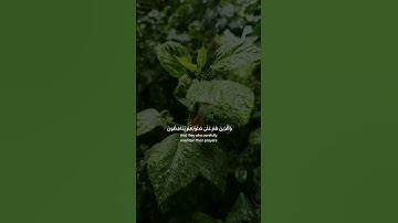 ما تيسر من سورة المؤمنون بصوت الشيخ : حسن محمد فلاته