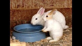ماذا تأكل صغار الأرانب قبل و بعد الفطام بالتفصيل الممل