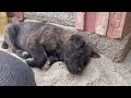 YY022.Dog 10-An Unexpected Delight: The Adorable Dogs in the Village