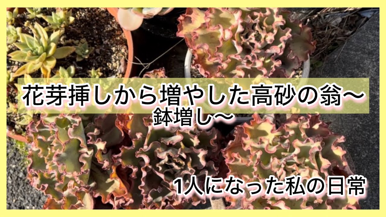 [多肉植物]花芽挿しから増やした高砂の翁〜鉢上げ鉢増し〜^_^1人になった私の戯言