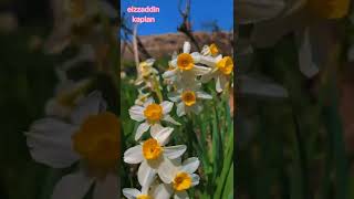 سروشتێ جوان - طبيعة خلابة وساحرة Seyda Perinçek Evina Wendayi Remix