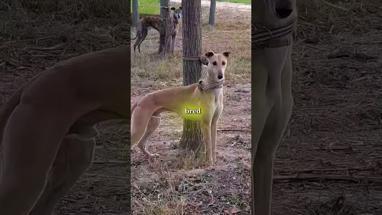 Топ-5 самых умных пород собак, не используемых полицией 