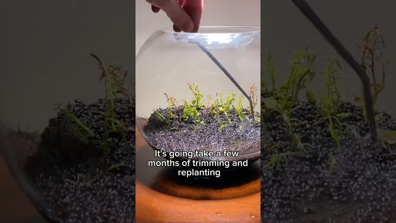 Создание аквариума-чаши без фильтра 