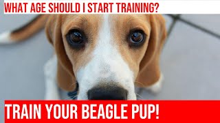 Training Your Beagle Puppy: Essential Commands and Tips