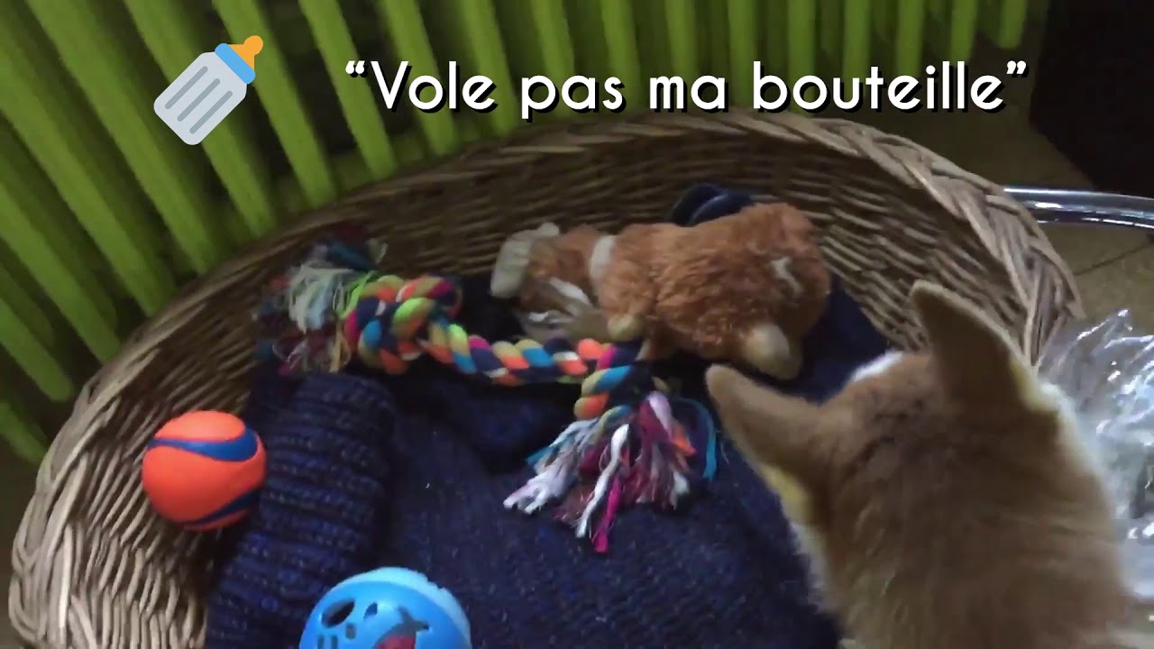 Husky VS. Bouteille d’eau !! - YouTube