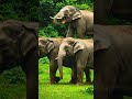Elephant Funny Fall 🐘😂 | Elephant Funny Video | #shorts #elephant #funny