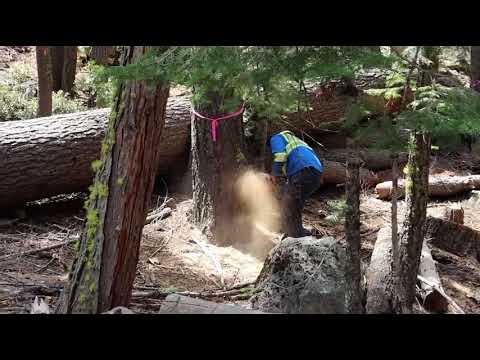 Our crew safely removing trees for a customer in South Lake Tahoe.