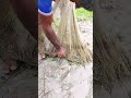 Village Net Fishing Video #shorts