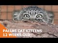 Pallas's Cat Kittens 2010 - 12 weeks old