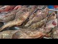 Big Hamour Fish Cutting &amp; Slicing By Expert Cutter | AM Fish House