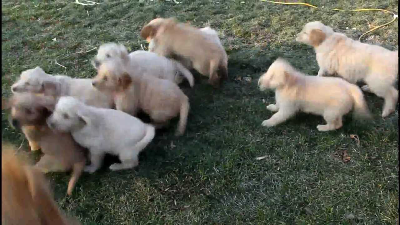 Golden Retriever Puppies For Sale - YouTube