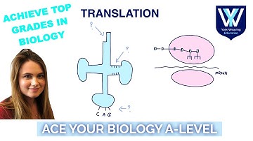 Translation | A-Level Biology Revision Masterclass | AQA, OCR, Edexcel, WJEC
