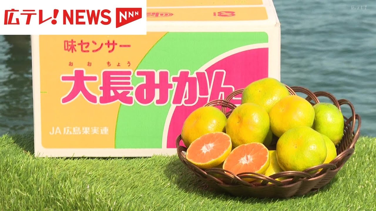大 長 みかん