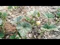 pumpkin (kaddu) ki kheti update 16th feb 2021, fertilizer (khad) application