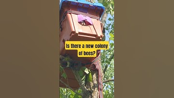 Swarm trap activity!