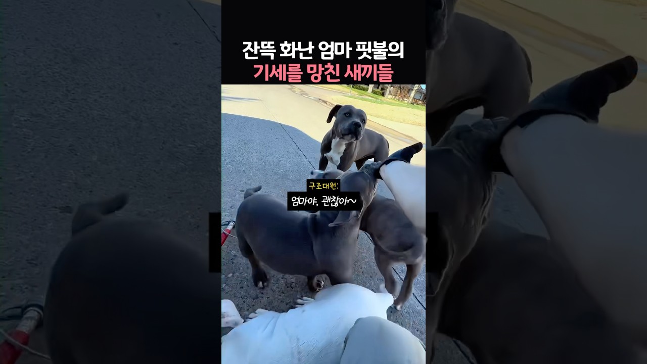 잔뜩 화난 엄마 핏불의 기세를 망친 새끼들