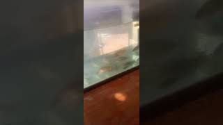 Exposition À La Foire De La Pisciculture Au Burkina Faso