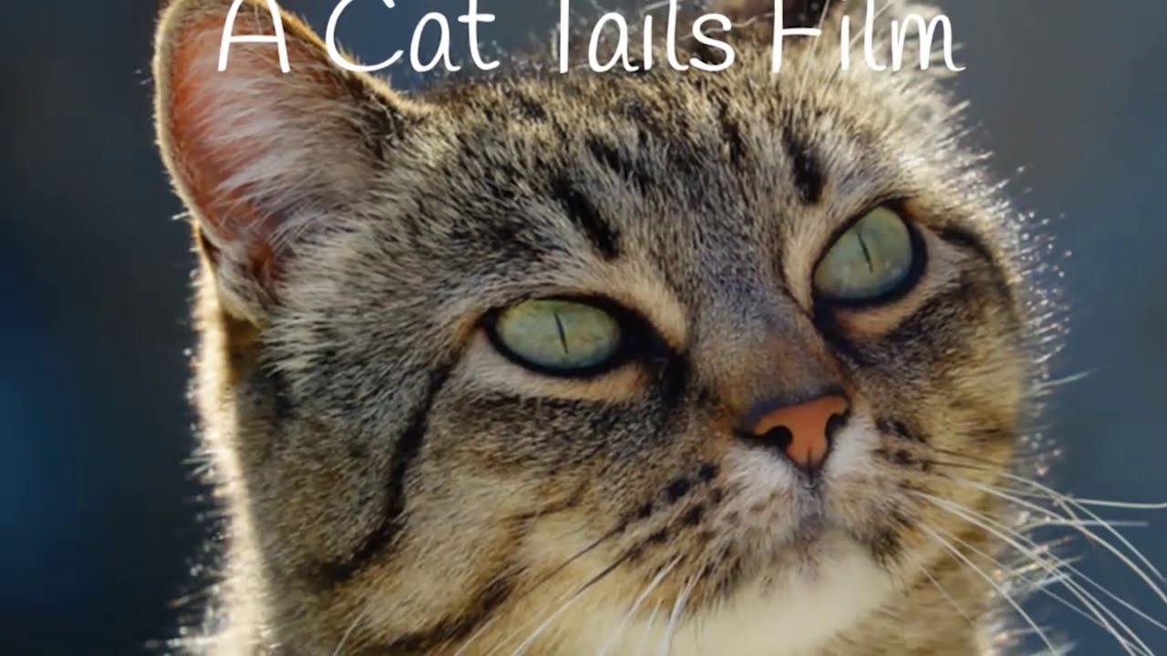 20 Angel & Willow Talk Turkey