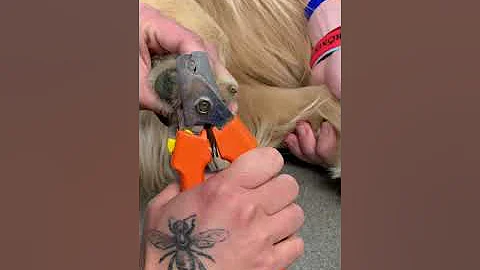 Dog nail trim tutorial