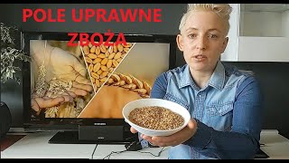 Pole uprawne - rośliny zbożowe 🚜🌾