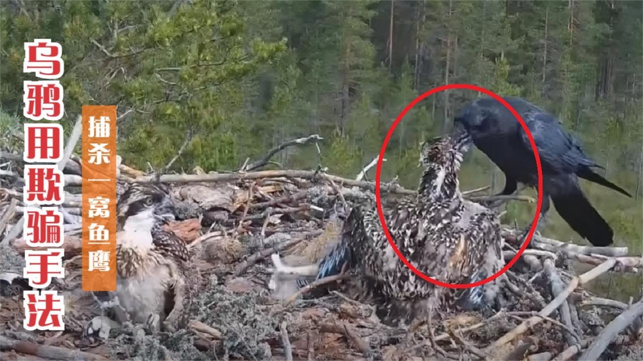 狡猾的乌鸦，诱导鱼鹰母亲离开，结果小鱼鹰们惨遭乌鸦毒手