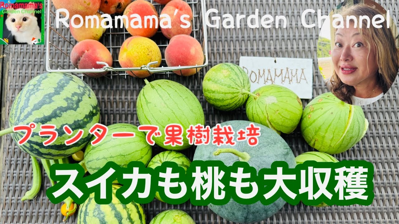 【プランター栽培】スイカも桃もプランターで収穫できます。果樹色々の様子　#桃栽培  #スイカ栽培 