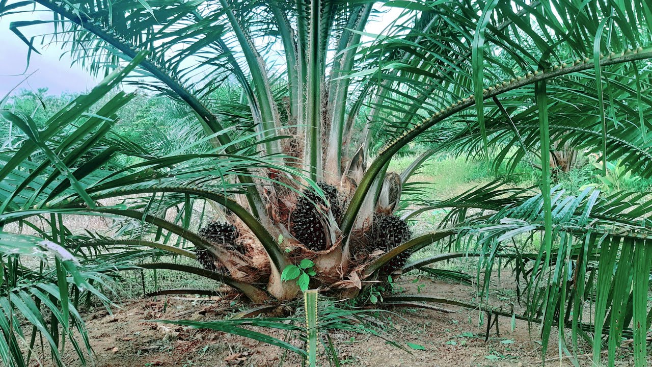 Sawit Umur 2 Tahun Buah Sudah Besar-besar, ini Rahasianya