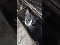 Peek-a-boo Rescue Kitty (New Favorite Box)
