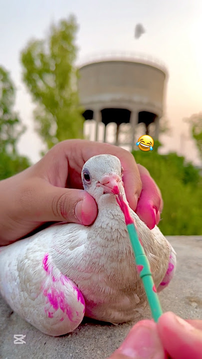 Kabutar Ka Mun Par Makeup, Funny Video 🤣😘🕊️ || #viral #petsforshoq #supportme #subscribe #like