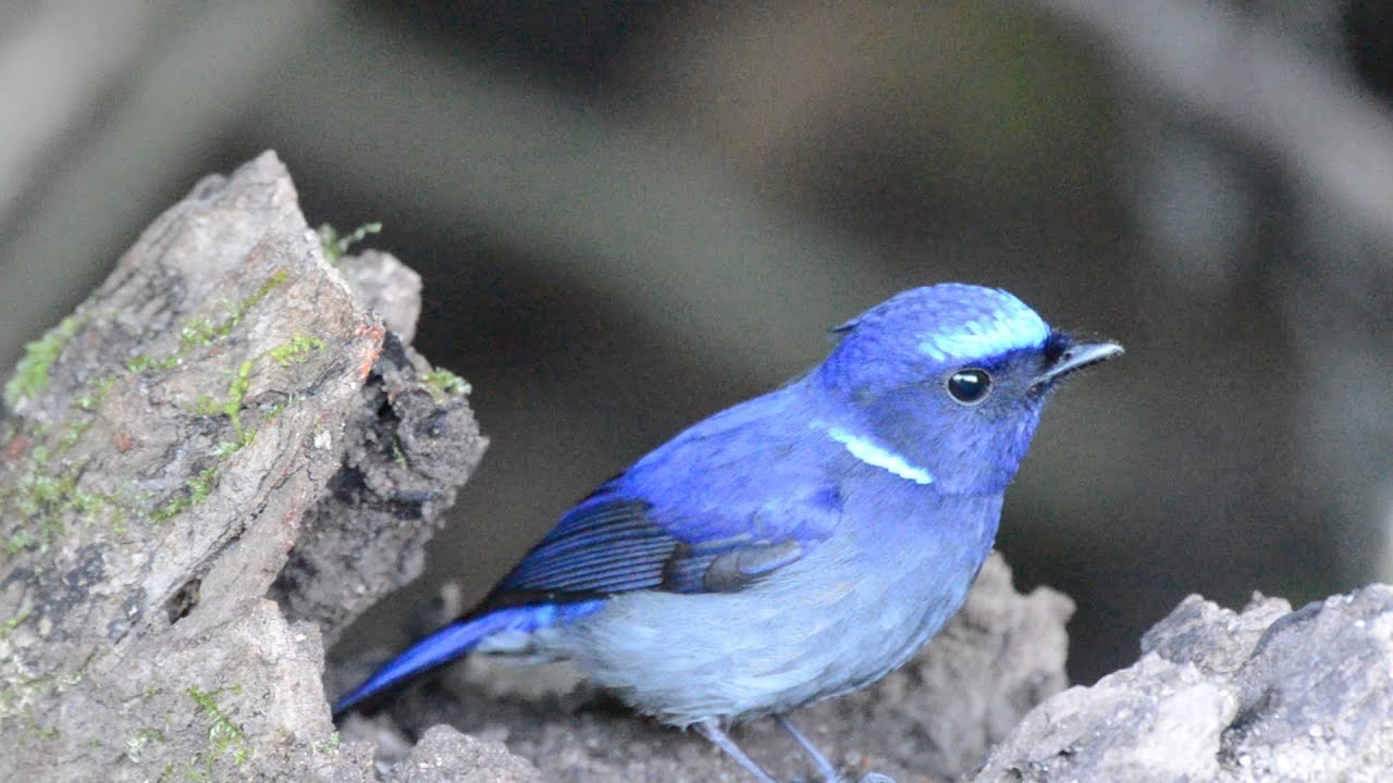 small niltava (Niltava macgrigoriae)/male